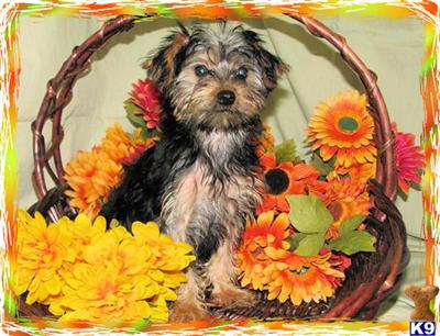 Yorkshire Terrier Puppies for Sale